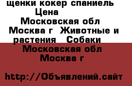 щенки кокер-спаниель › Цена ­ 6 000 - Московская обл., Москва г. Животные и растения » Собаки   . Московская обл.,Москва г.